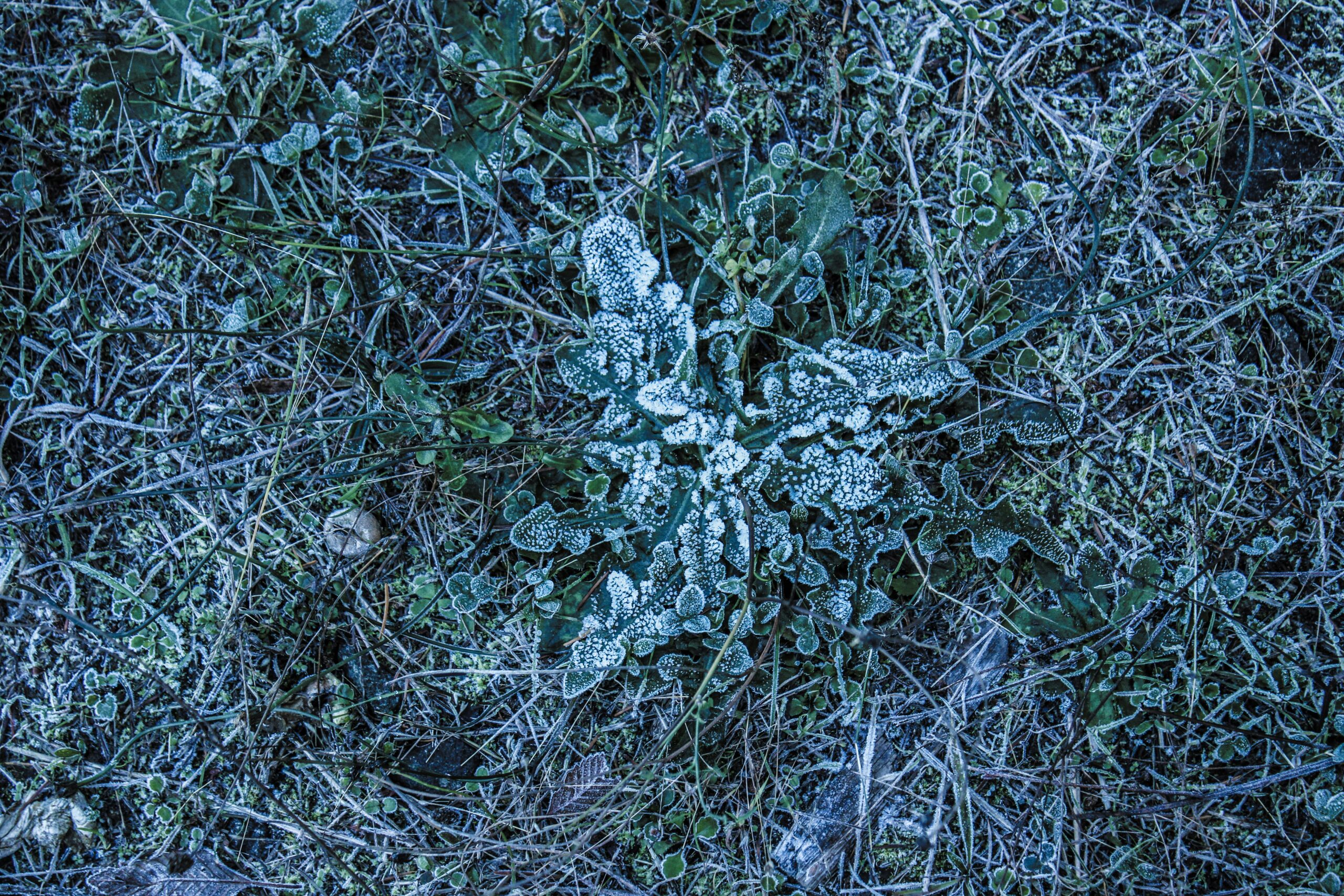 a snowflake is seen on the ground in the grass